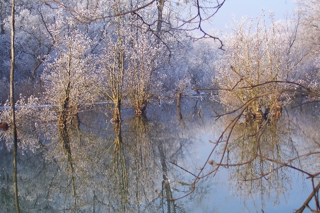 Bild 041.jpg - Winter im Naturschutzgebiet Taubergießen beim Europa-Park Rust